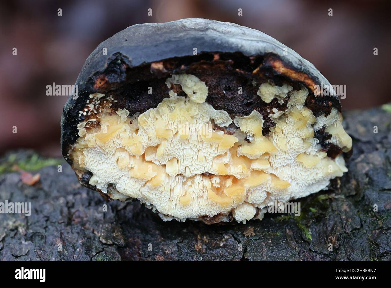 Antrodiella pallescens, a polypore from Finland  growing on tinder fungus, Fomes fomentarius Stock Photo