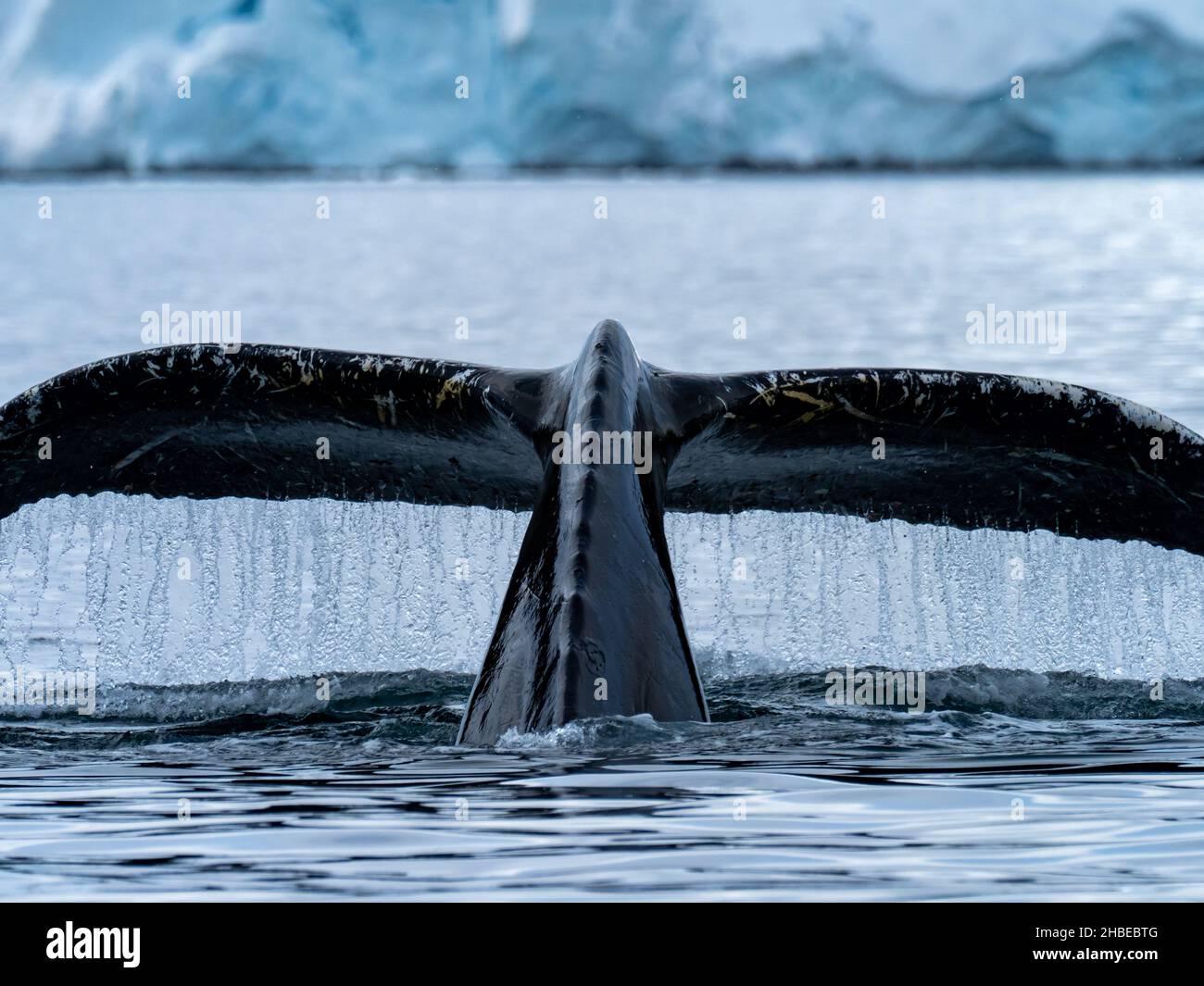 Megaptera Humpback whale, Megaptera novaeangliae, feeding along the Gerlache ...