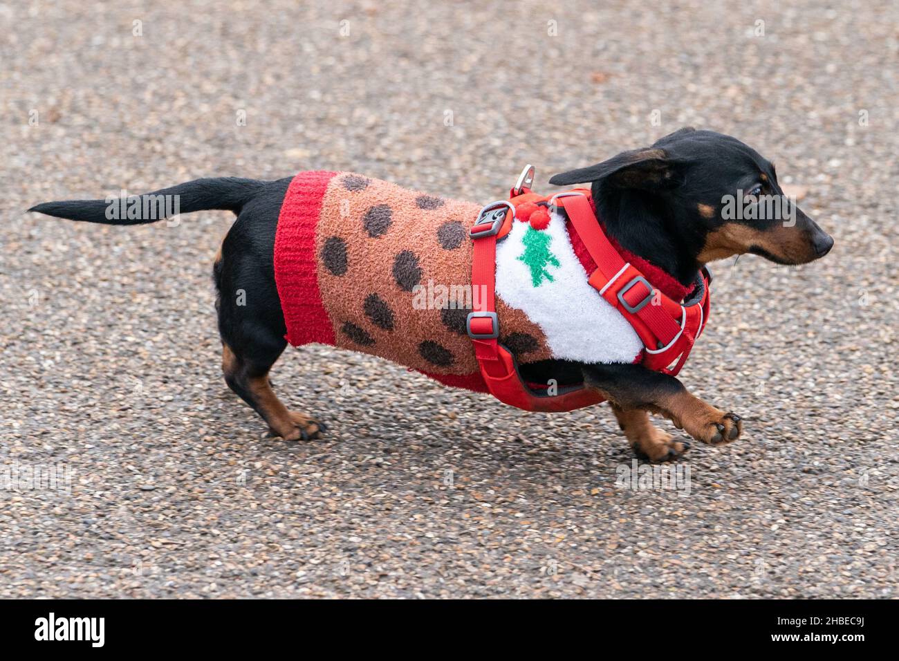 Dachshunds at the annual Hyde Park Sausage Walk, in Hyde Park, London, as dachshunds and their
