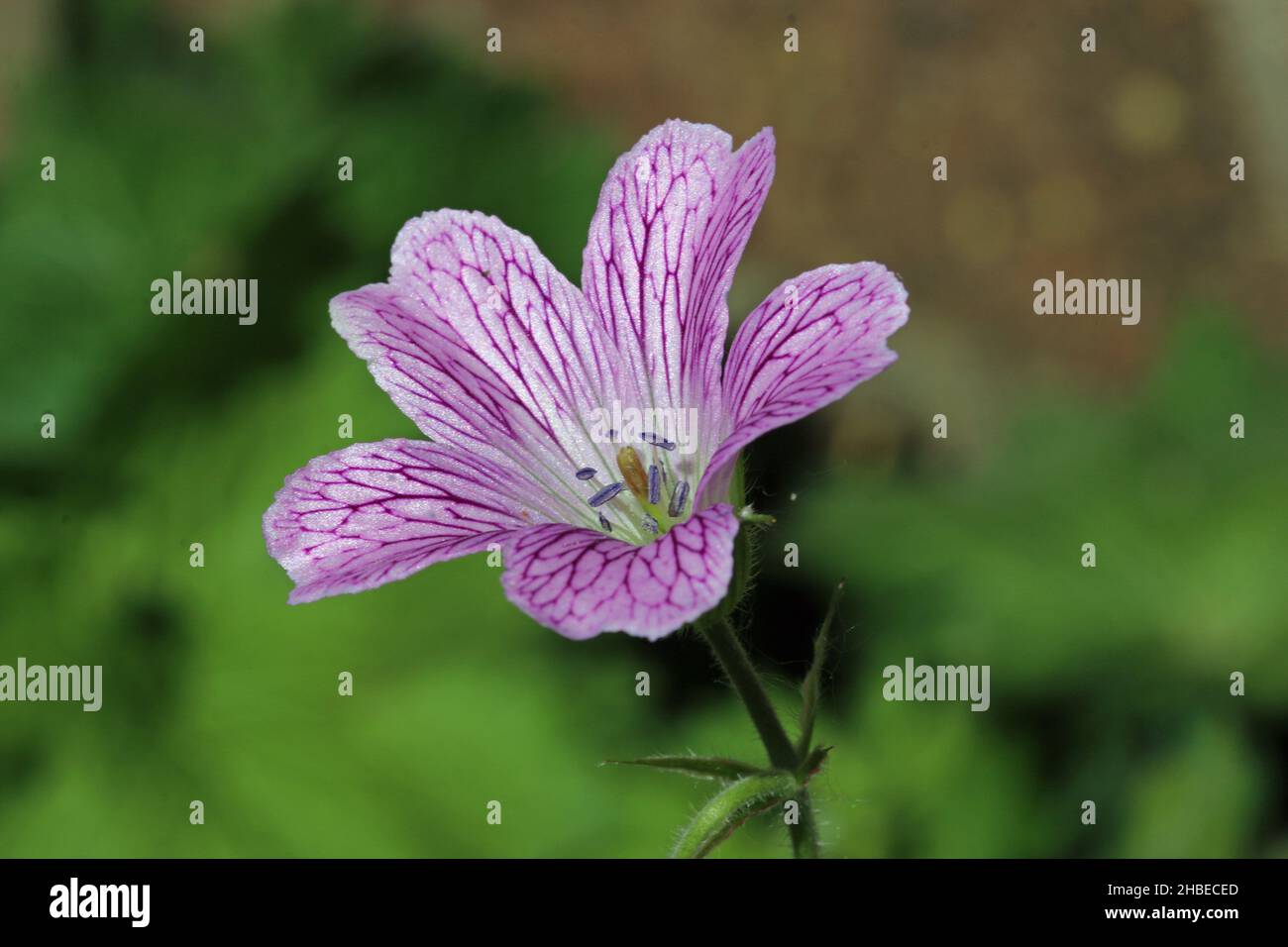 Pink cranesbill, Geranium unknown species and variety, flower with dark pink petal veins in close up with a background of blurred leaves. Stock Photo