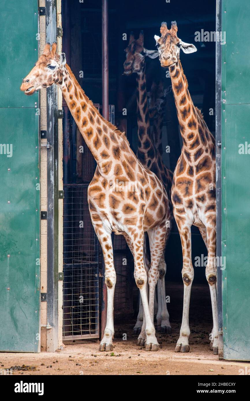 Rothschild Giraffe in captivity at Marwell Zoo, Hampshire, England Stock Photo
