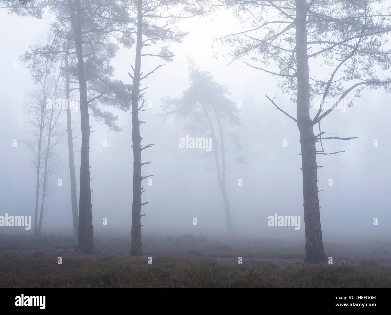 pine tree silhouettes on misty morning in dutch forest near utrecht in the netherlands Stock Photo