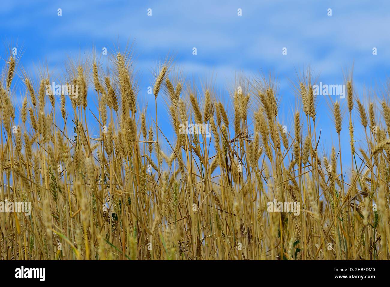 Ripe cereal fields, awaiting harvest Stock Photo - Alamy