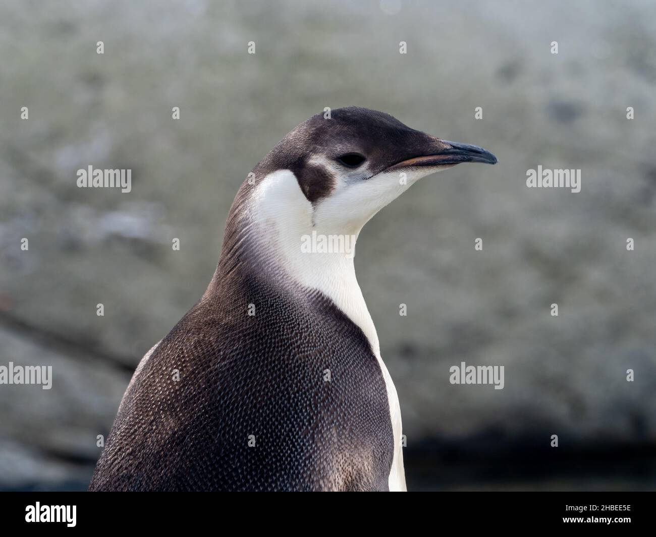 A juvenile Emperor Penguin, aptenodytes forsteri, on the Antarctic Peninsula Stock Photo