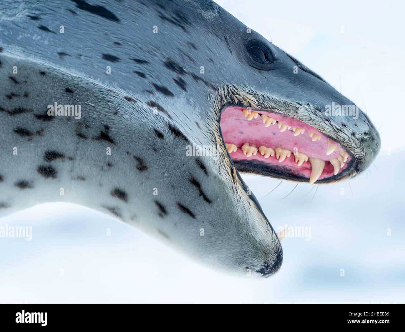 Leopard Seal, Hydrurga leptonyx, showing its amazing teeth in Antarctica Stock Photo