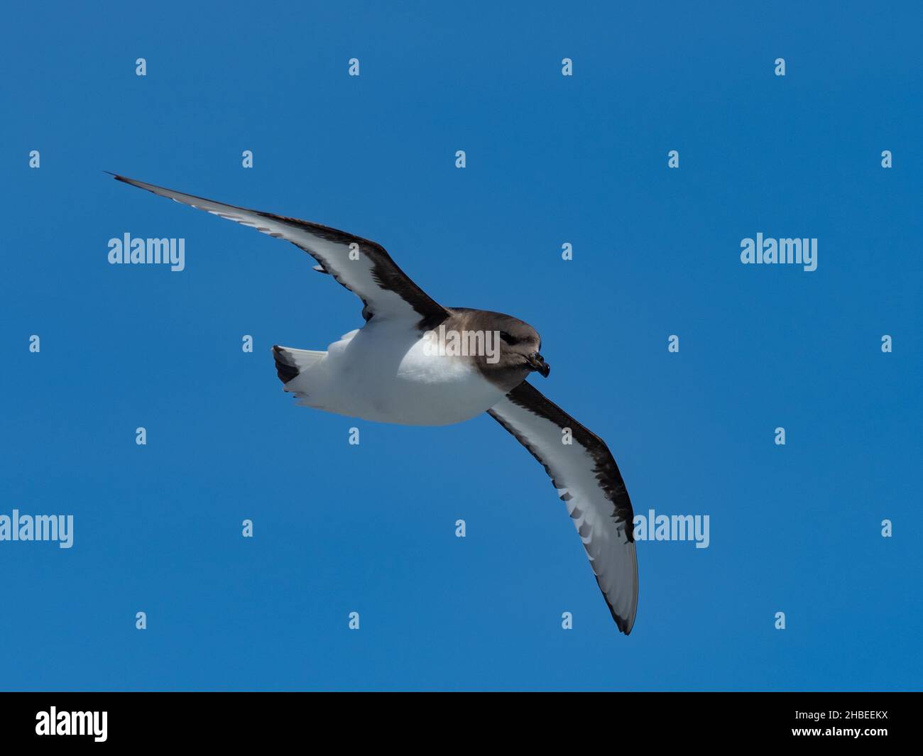 Antarctic Petrel, Thalassoica antarctica, a seabird in the Drake Passage to Antarctica Stock Photo