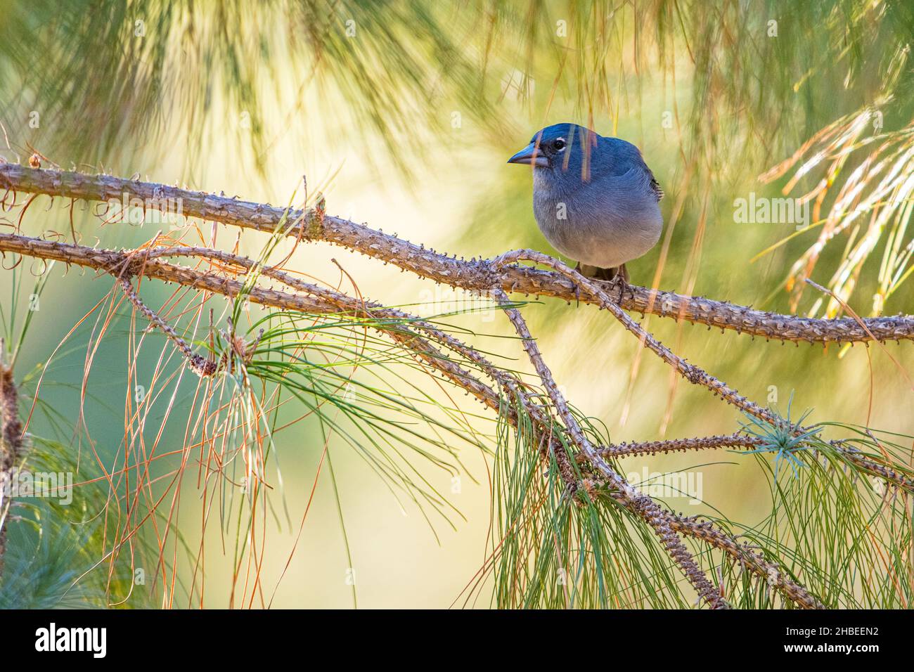 Tenerife blue chaffinch (Fringilla teydea teydea), male of the nominal subspecies endemic to Tenerife. Stock Photo