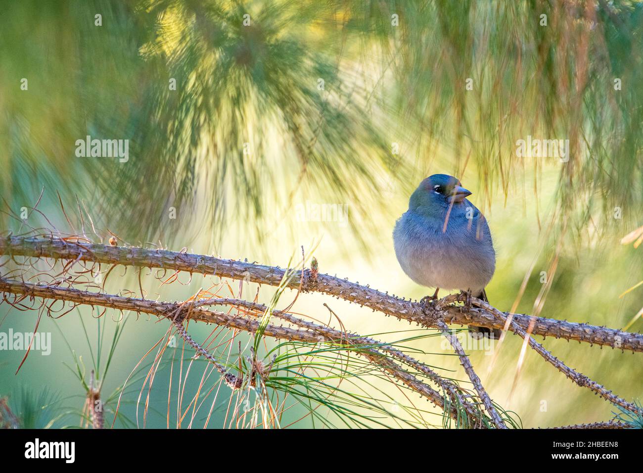 Tenerife blue chaffinch (Fringilla teydea teydea), male of the nominal subspecies endemic to Tenerife. Stock Photo