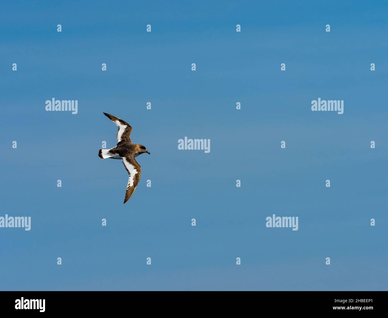 Antarctic Petrel, Thalassoica antarctica, a seabird in the Drake Passage to Antarctica Stock Photo