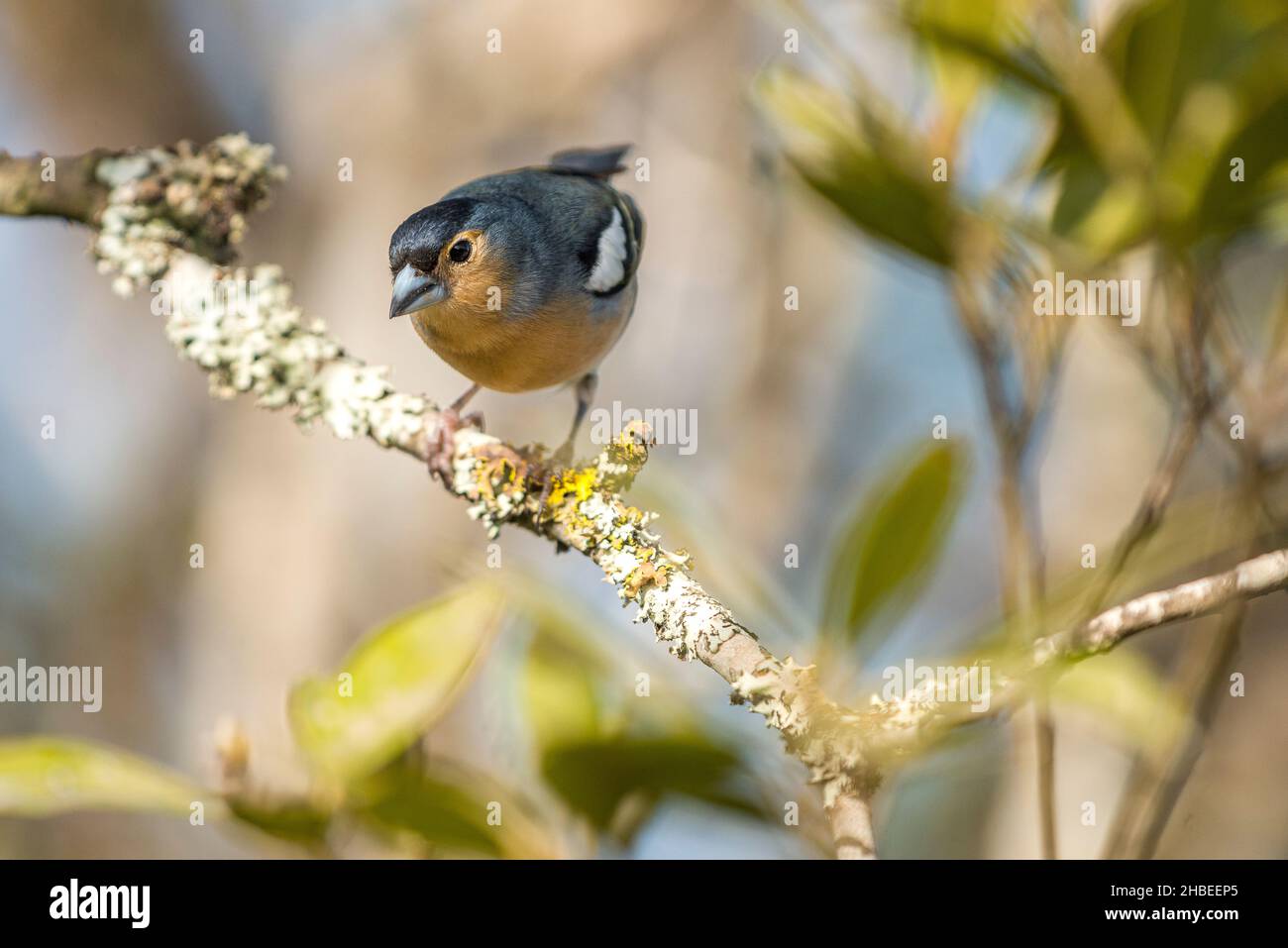 Chaffinch of the canariensis subspecies (Fringilla coelebs canariensis), male, endemic to La Gomera and Tenerife, photographed in Tenerife. Stock Photo