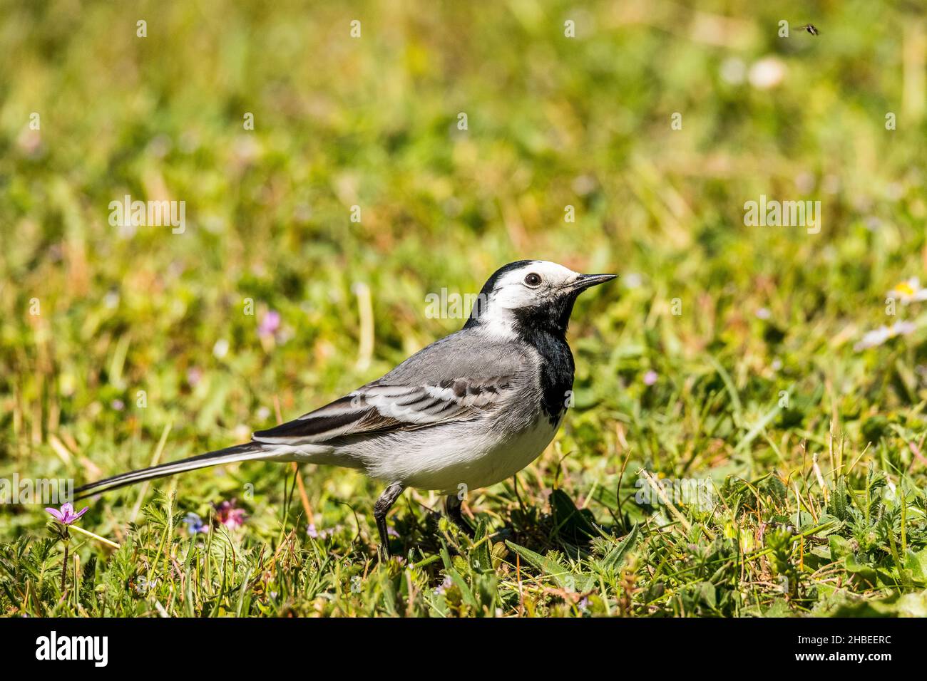 White wagtail (Motacilla alba) in a garden, observes a fly which flies. Stock Photo