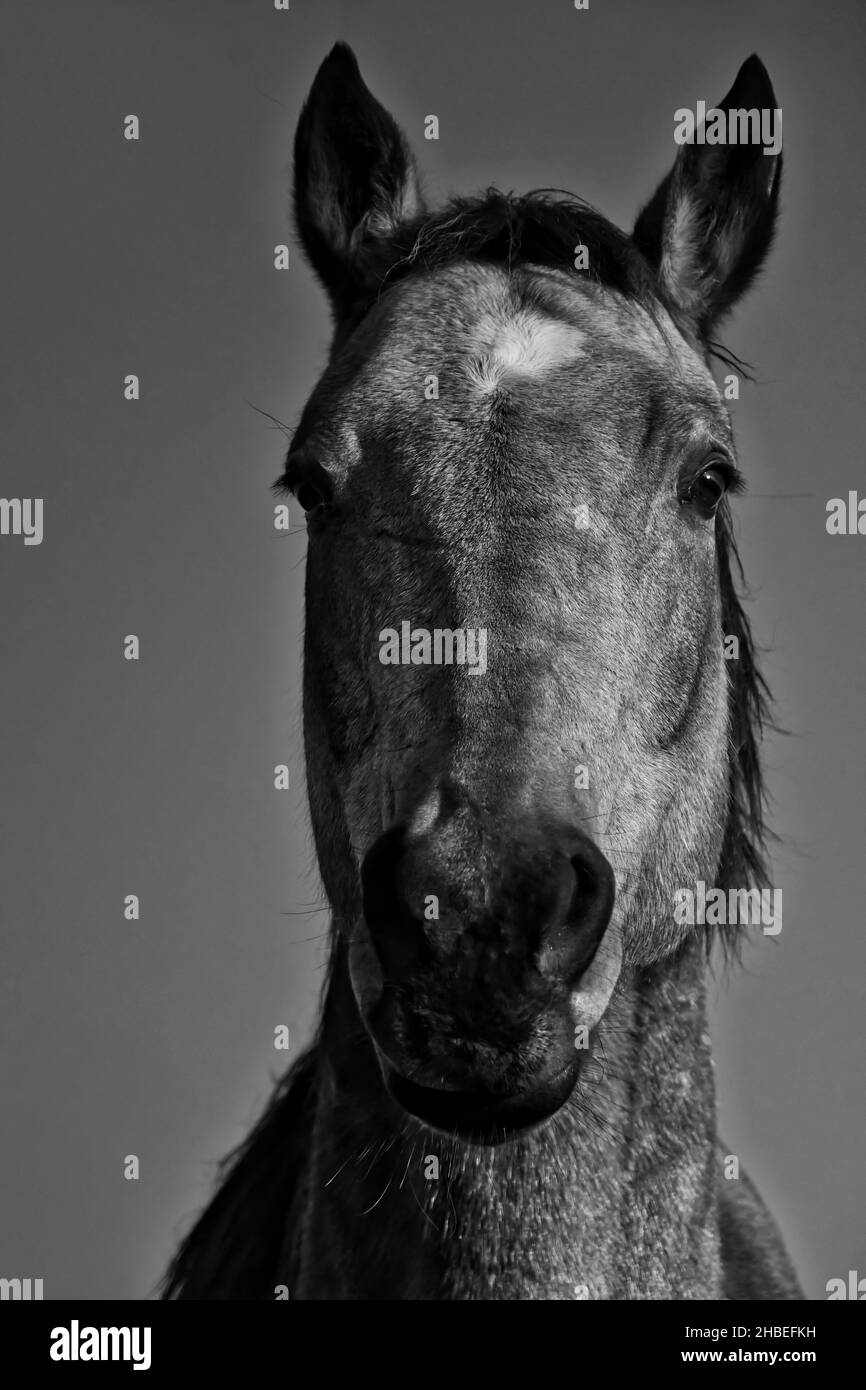 A grayscale shot of the head of a horse Stock Photo