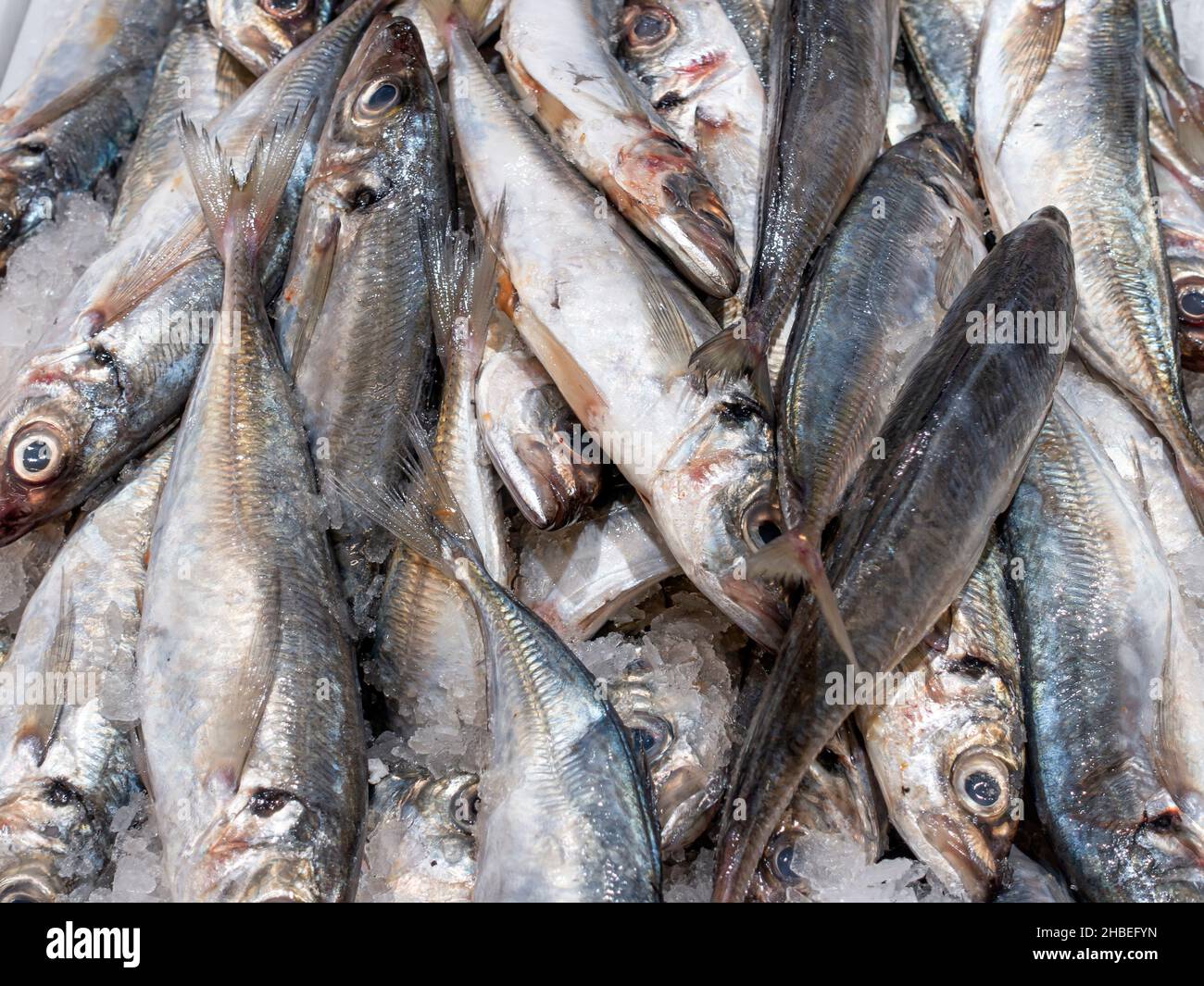 Sardines at a fish market Stock Photo Alamy