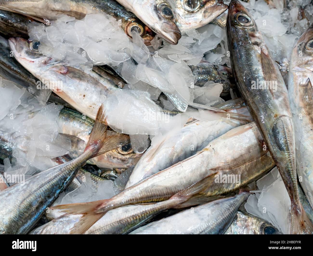 Fresh sardines at a fish market Stock Photo