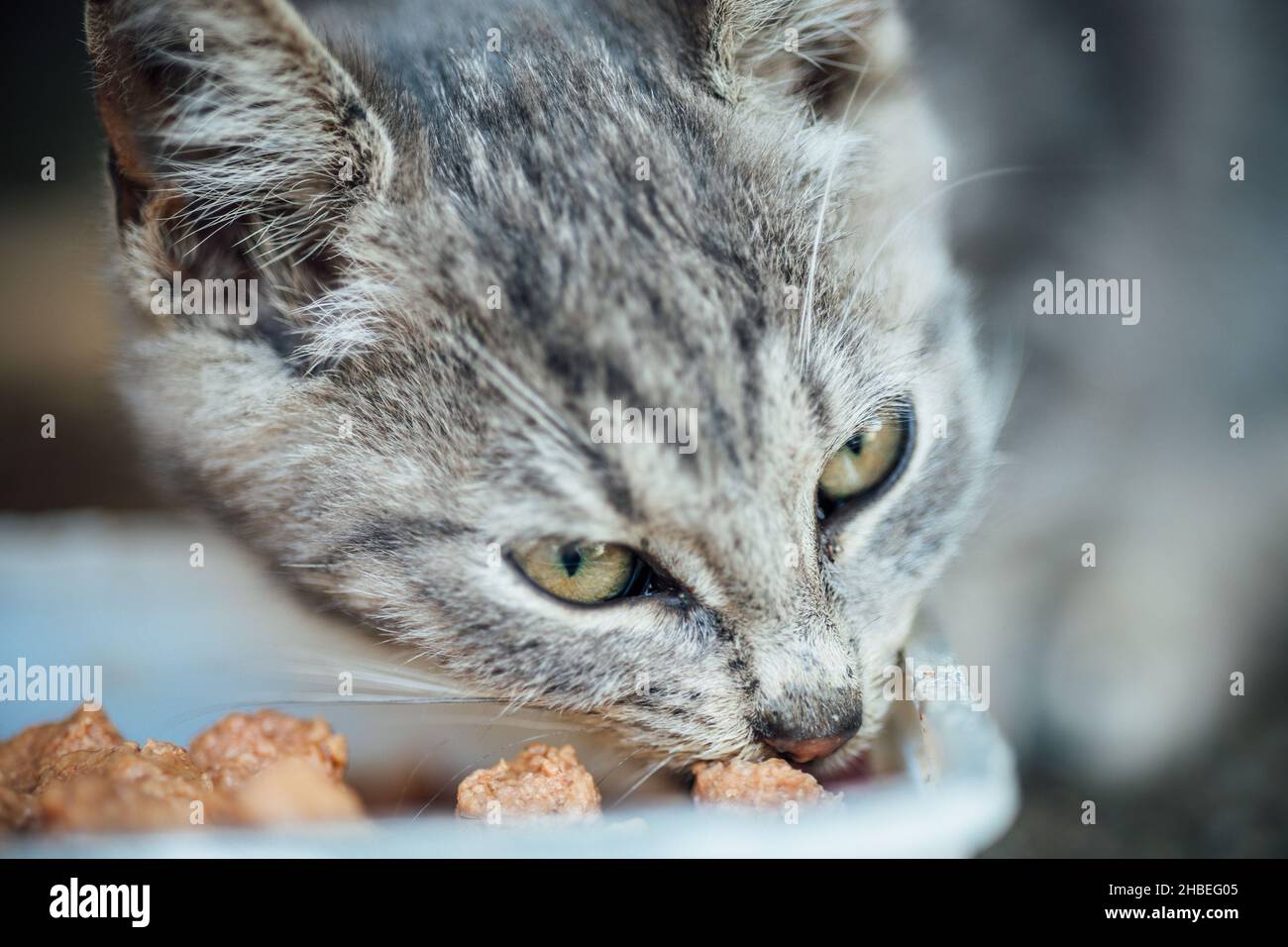 A shallow focus of a gray tabby cat eating food Stock Photo Alamy