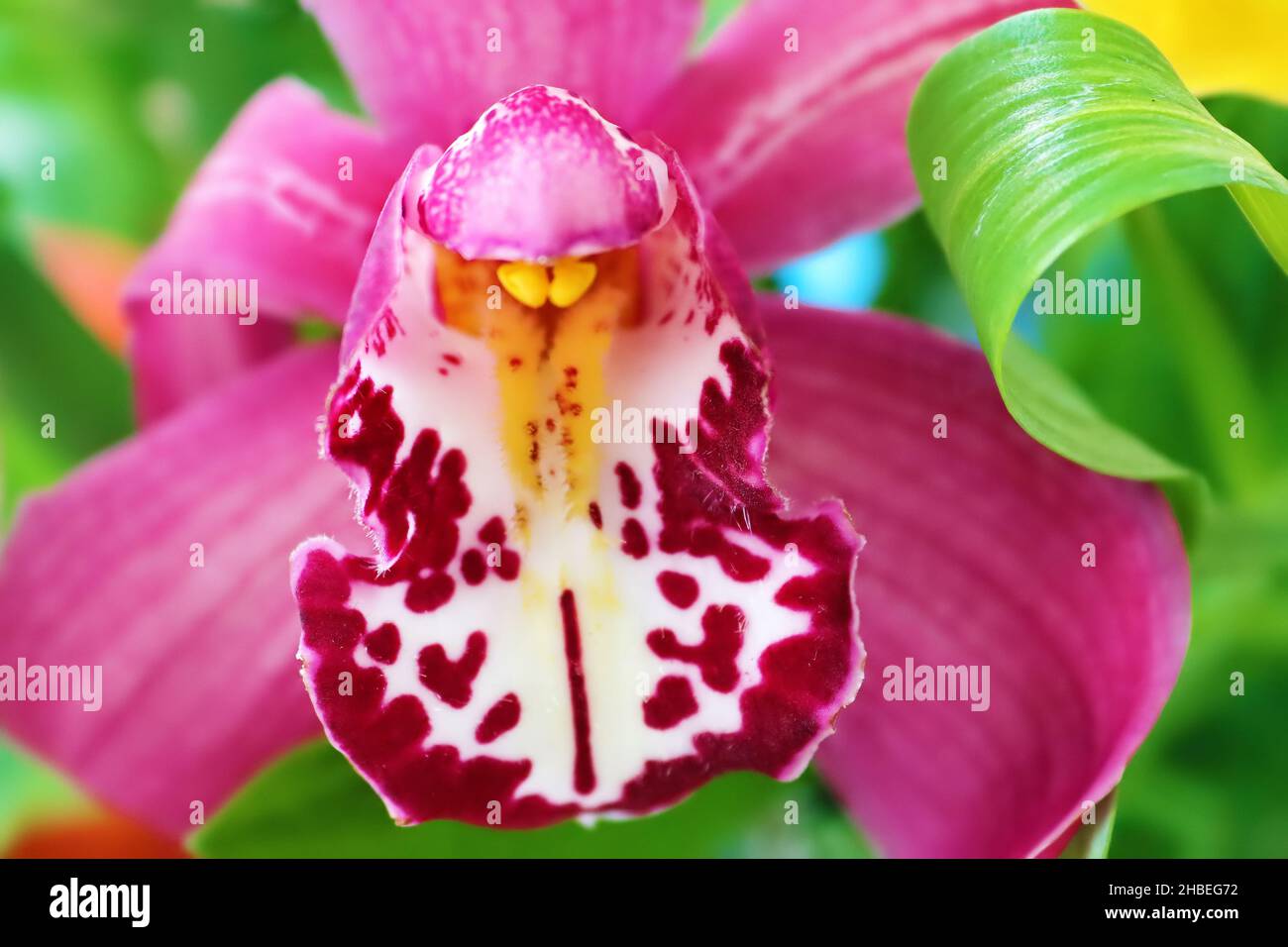 Pink and purple orchid. Close up view Stock Photo