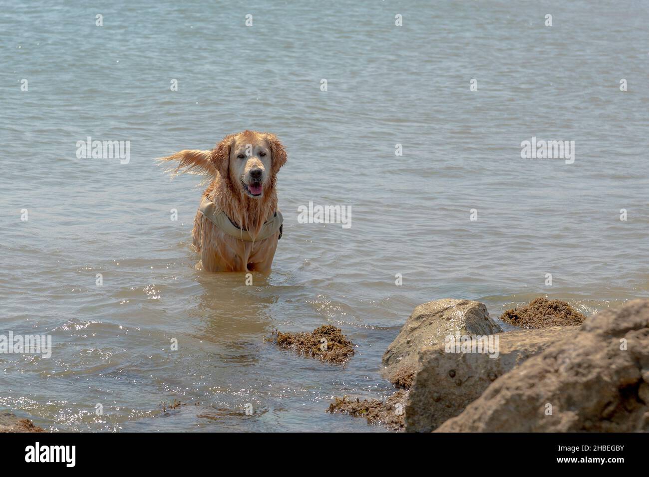Dog at the sea having fun in the water near the rocks Stock Photo