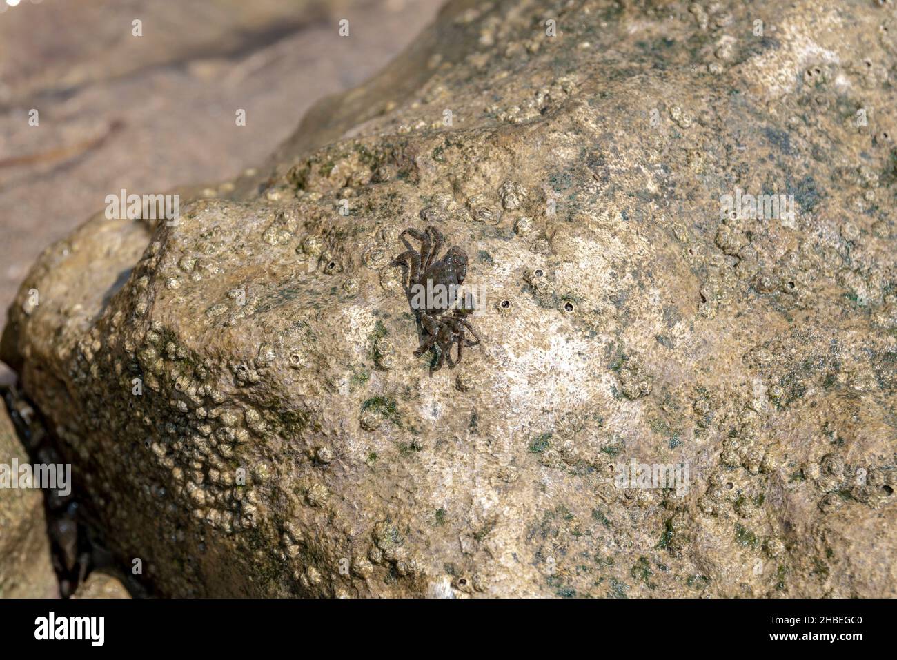 Characteristic specimen of Mediterranean crab on rocks Stock Photo