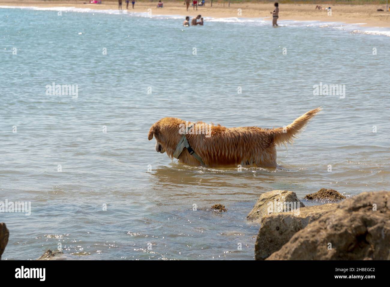 Dog at the sea having fun in the water near the rocks Stock Photo