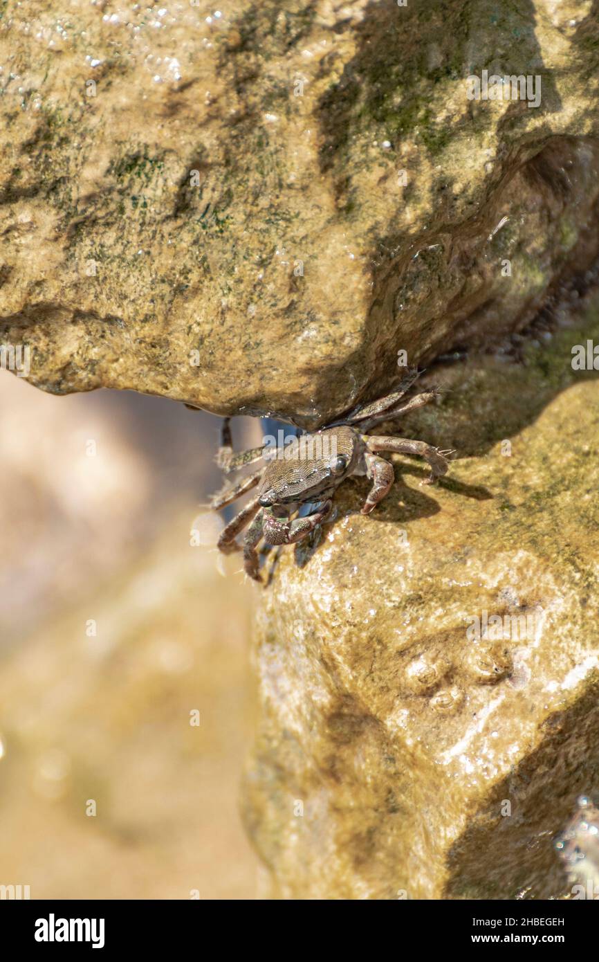 Characteristic specimen of Mediterranean crab on rocks Stock Photo