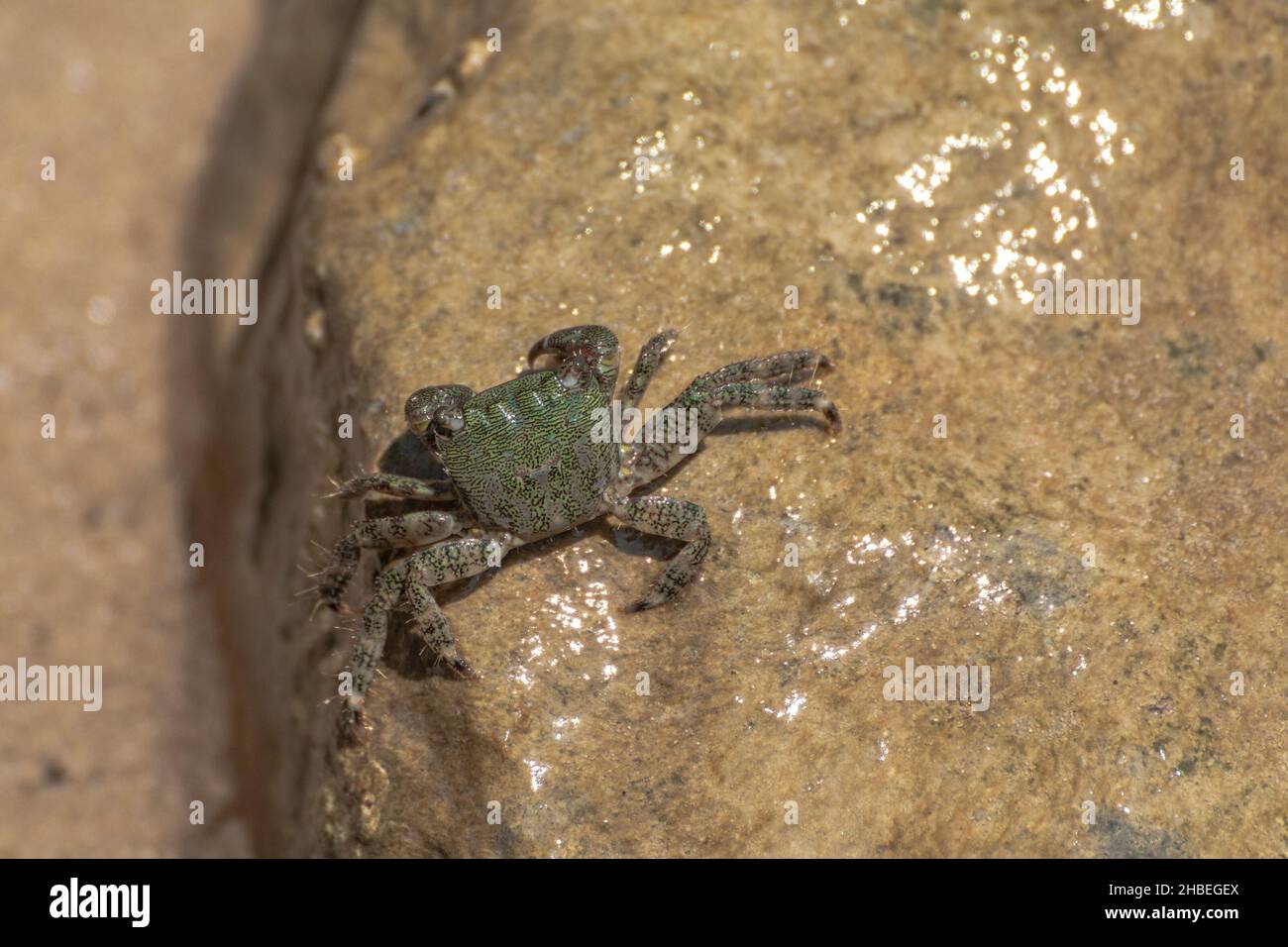 Characteristic specimen of Mediterranean crab on rocks Stock Photo