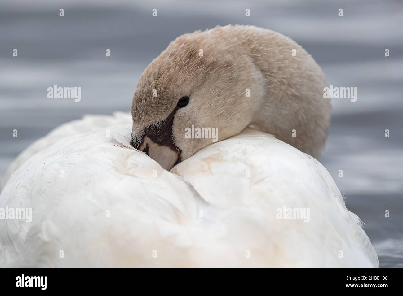 Mute Swan (Cygnus olor) is resting Stock Photo