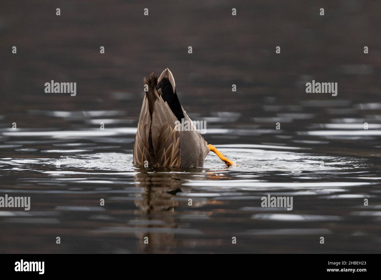 An adult male Gadwall (Mareca strepera) dabbling in shallow waters Stock Photo