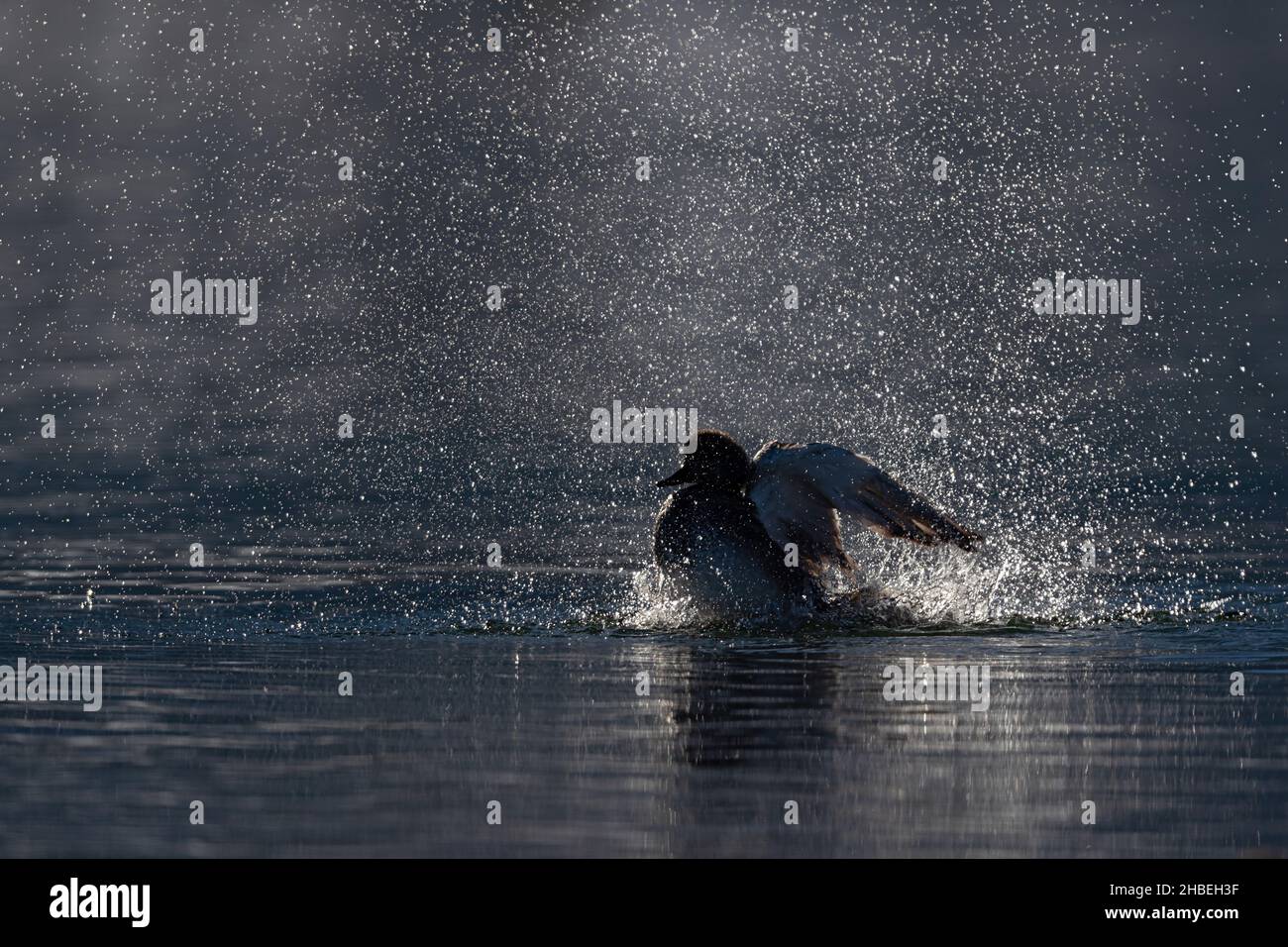 A Gadwall (Mareca strepera) ist taking a bath and the water spray is glittering in the back light Stock Photo