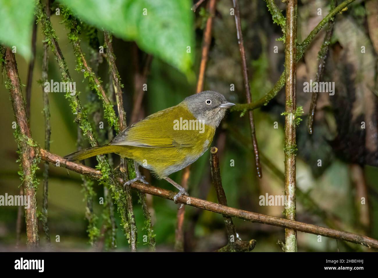 Common Chlorospingus Chlorospingus flavopectus Cabanas San Isidro, Napo