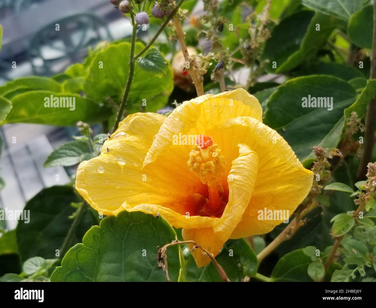 Brown hibiscus flower hires stock photography and images Alamy