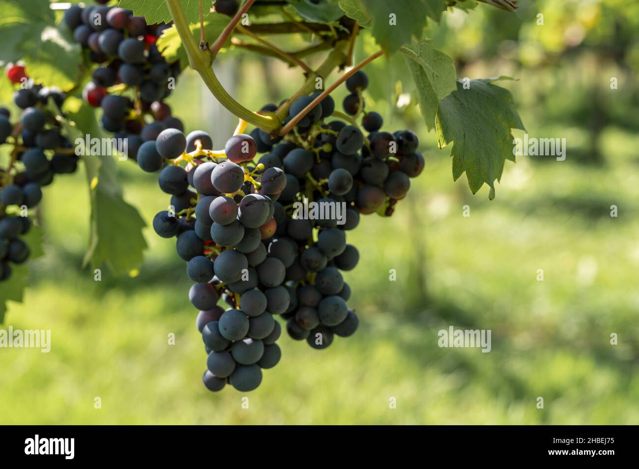 Red grapes on the vine Stock Photo
