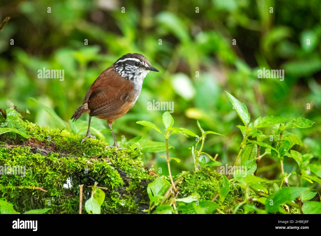 Gray-breasted Wood-Wren  Henicorhina leucophrys Cabanas San Isidro, Napo, Ecuador 13 December 2019     Adult      Troglodytidae Stock Photo