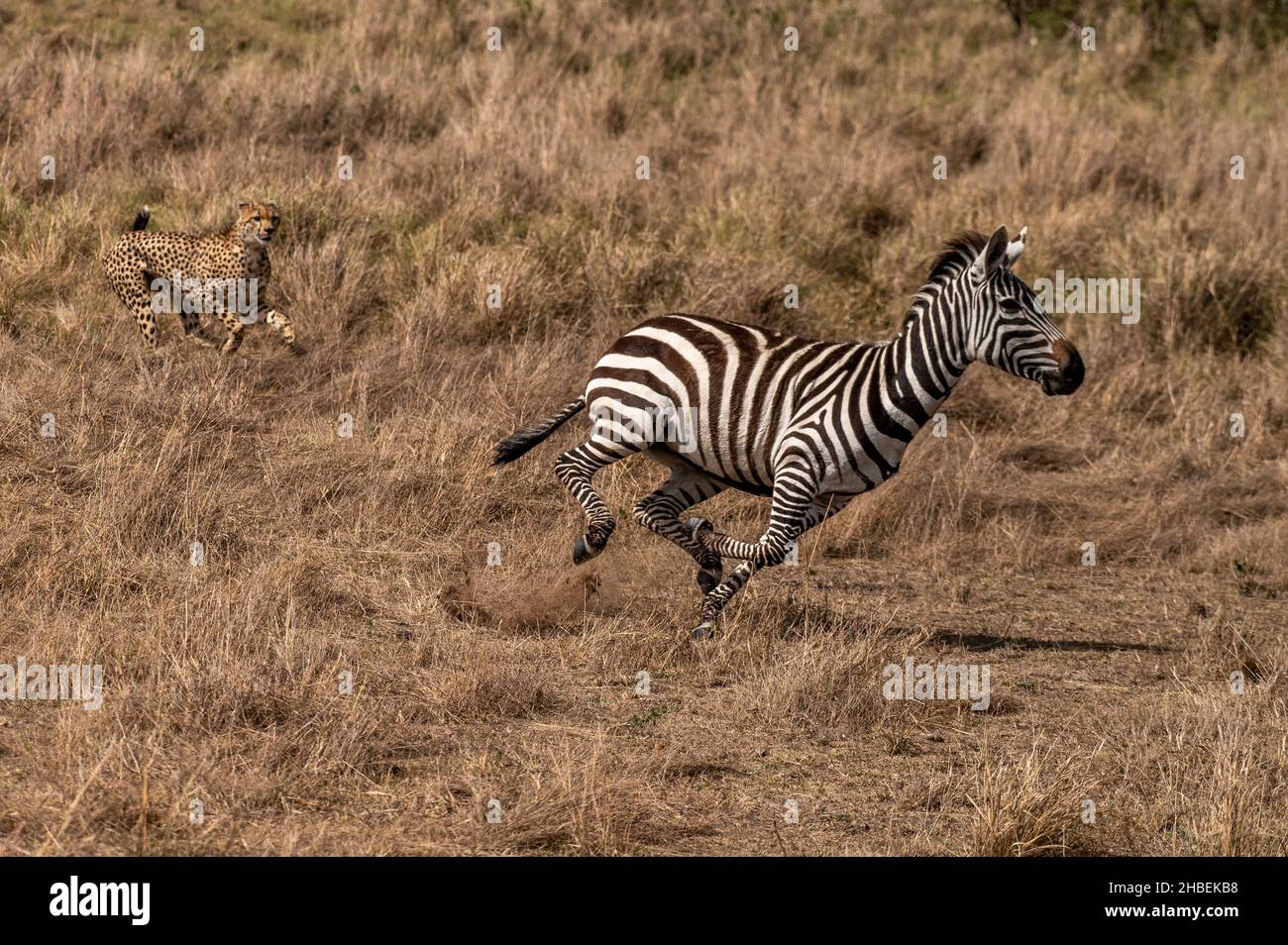 Cheetah Hunting Zebra