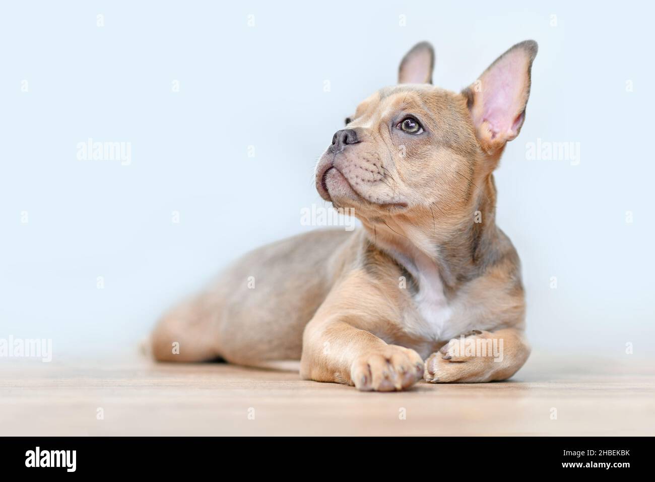Sable French Bulldog dog puppy with healthy nose lying down Stock Photo