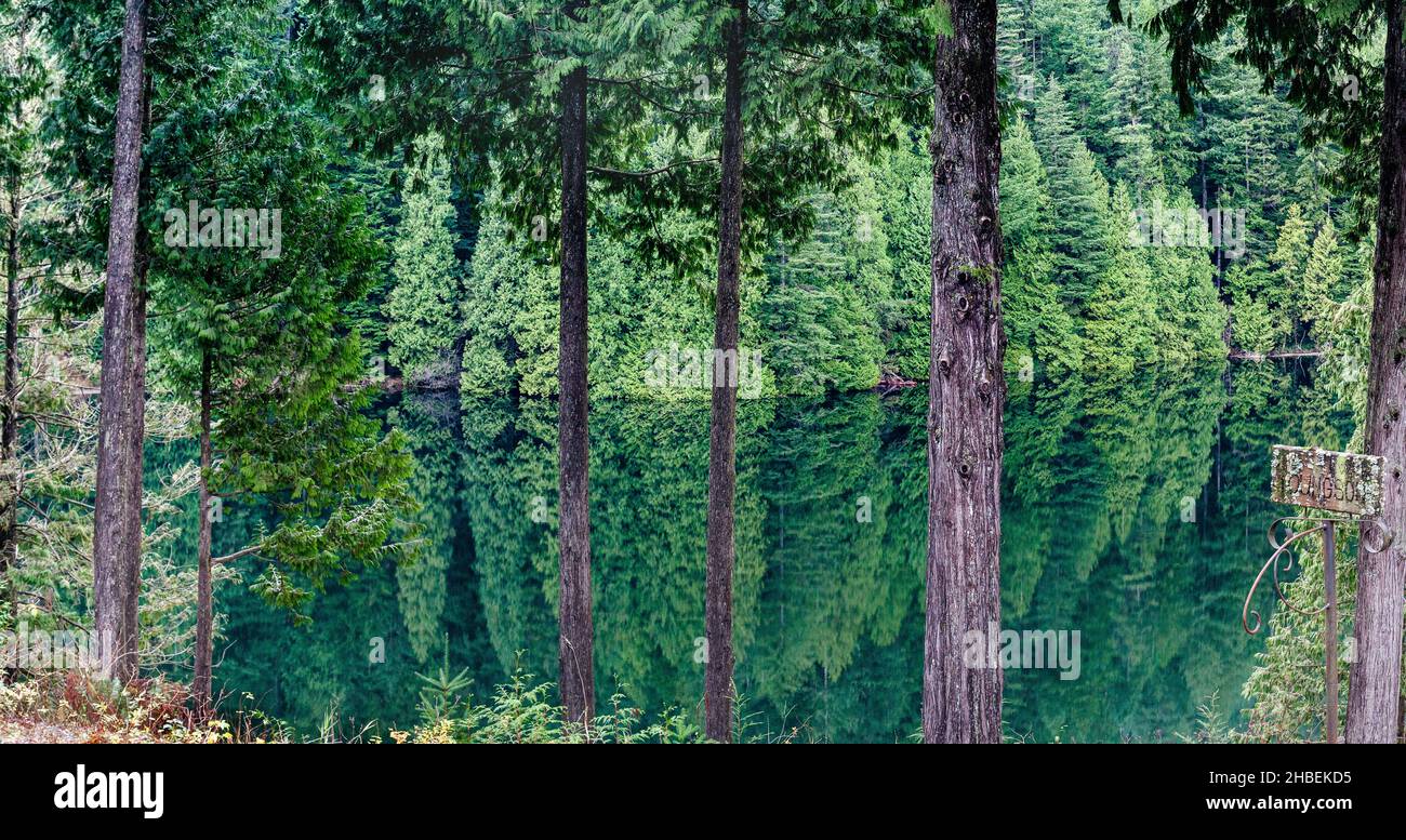 Tree reflections in a lake, Loon Lake, Maple Ridge, British Columbia, Canada Stock Photo