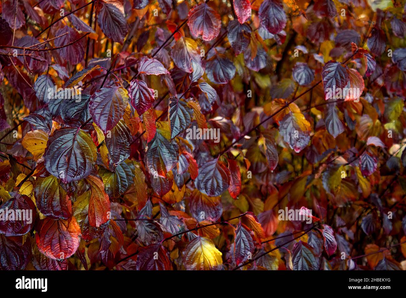 Some autumn leaves growing on a shrub in rainy weather Stock Photo Alamy