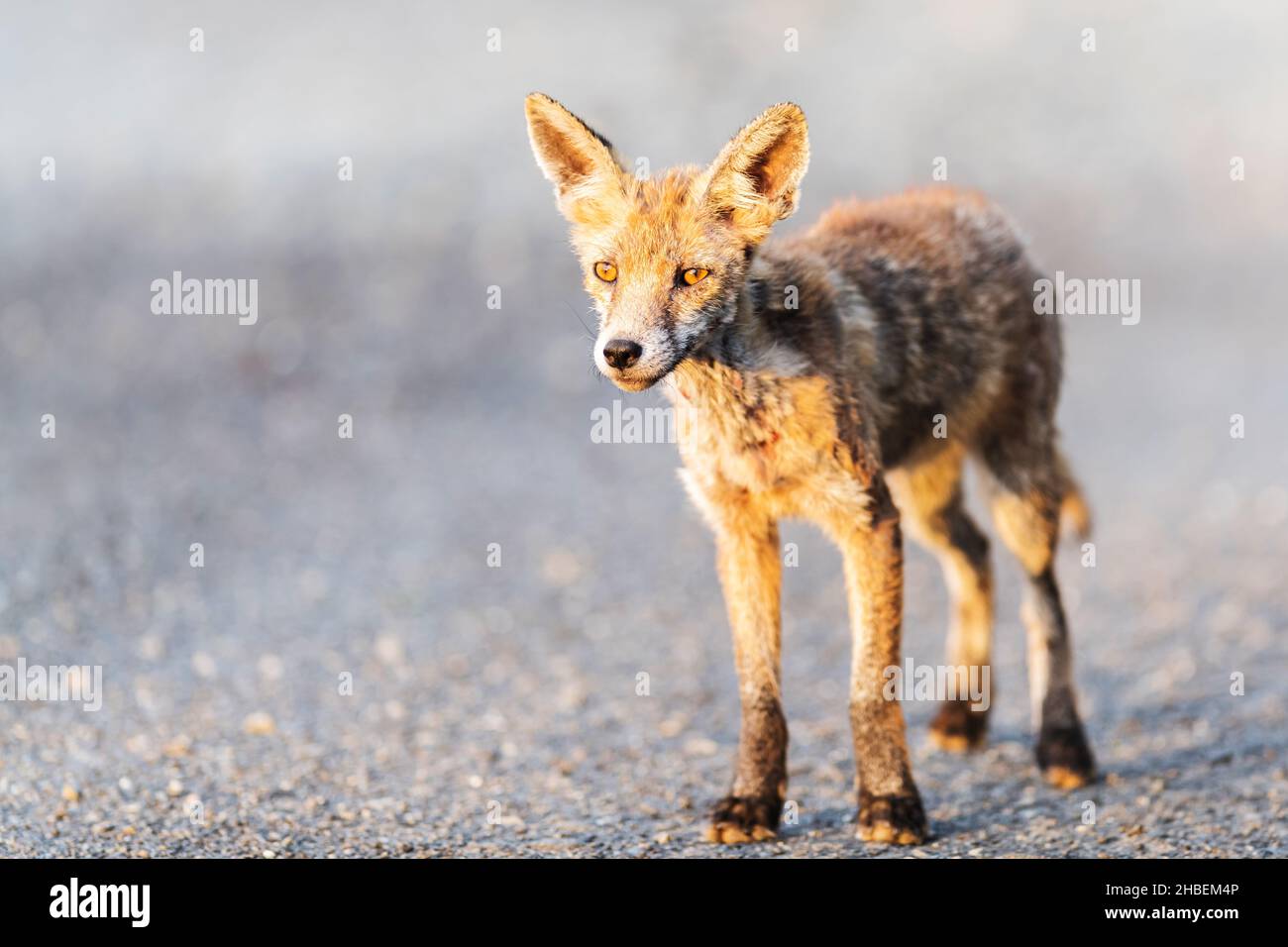 A fox infected with mange Stock Photo