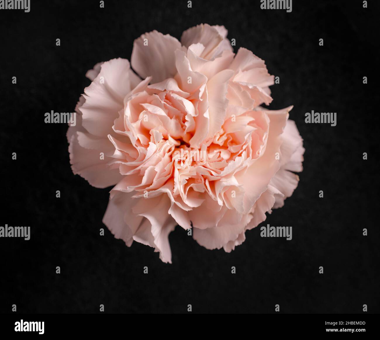 Delicate flower on a black background. On black background. Stock Photo