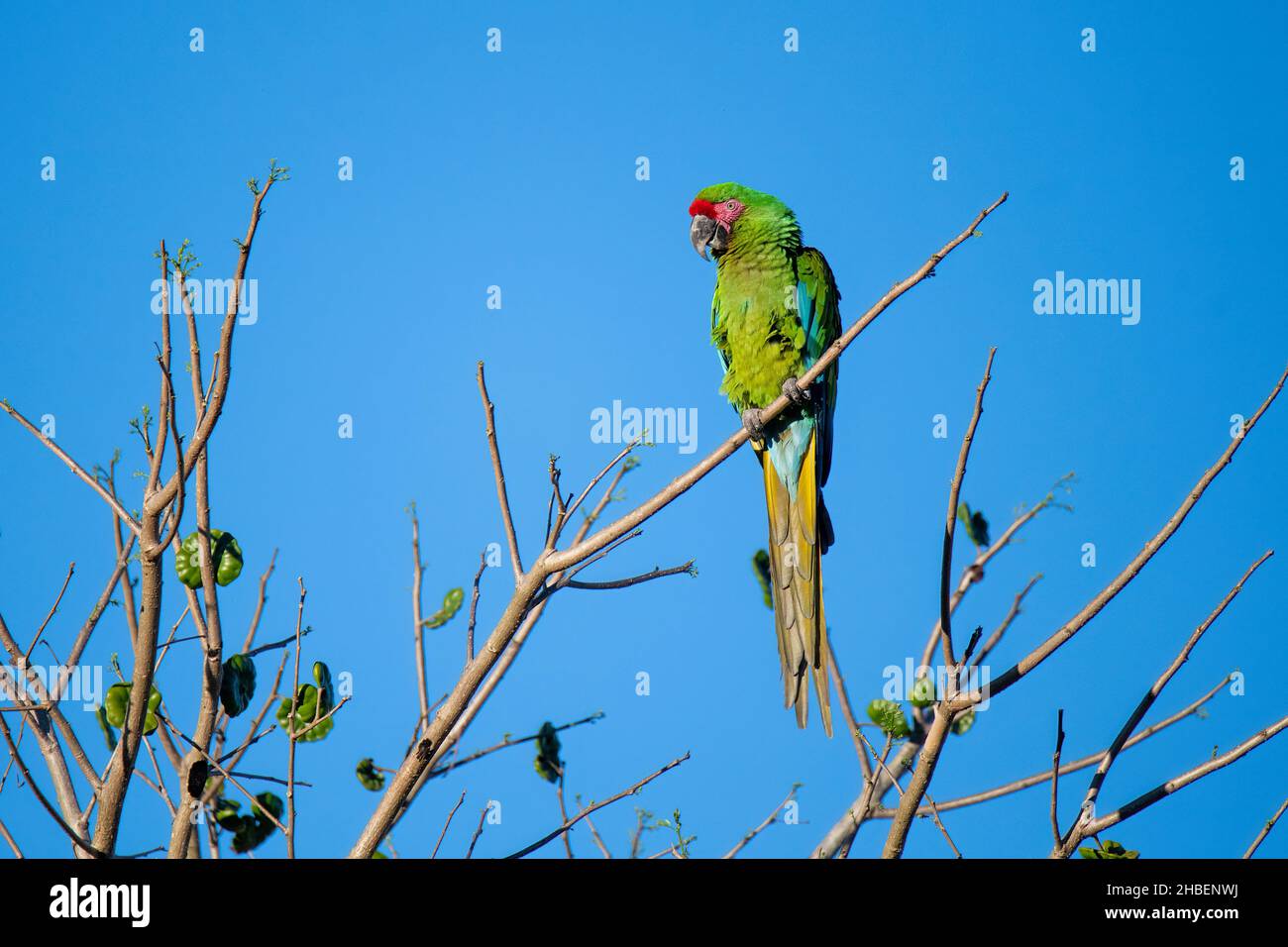 Military Macaw  Ara militaris El Tuito, Jalisco, Mexico 25 March 2021     Adult        Psittacidae Stock Photo