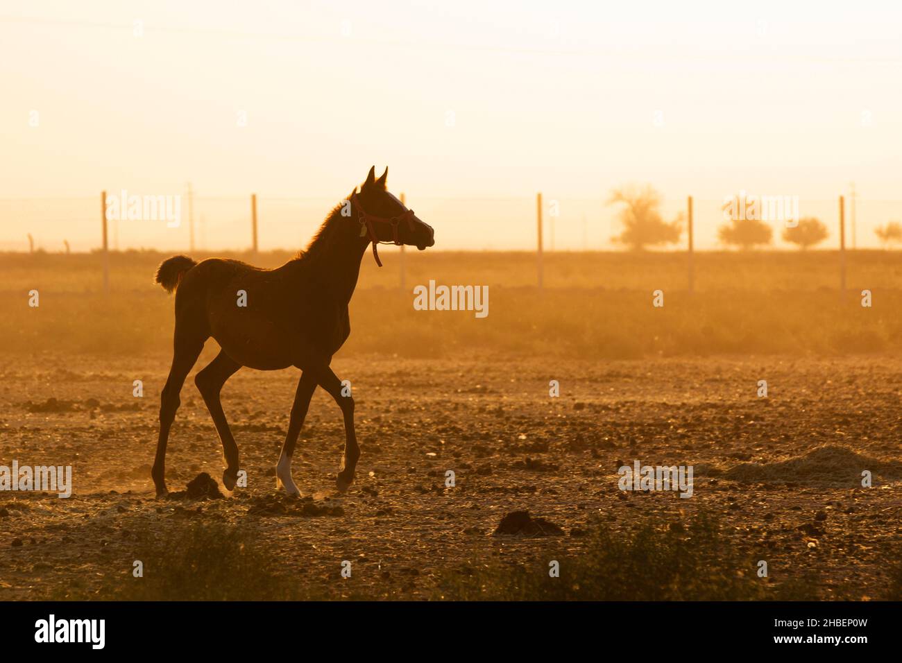 Atlar cok asil hayvanlar. Çekici fotoğraflar veriyorlar. Stock Photo