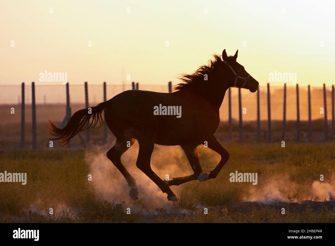 Atlar cok asil hayvanlar. Çekici fotoğraflar veriyorlar. Stock Photo