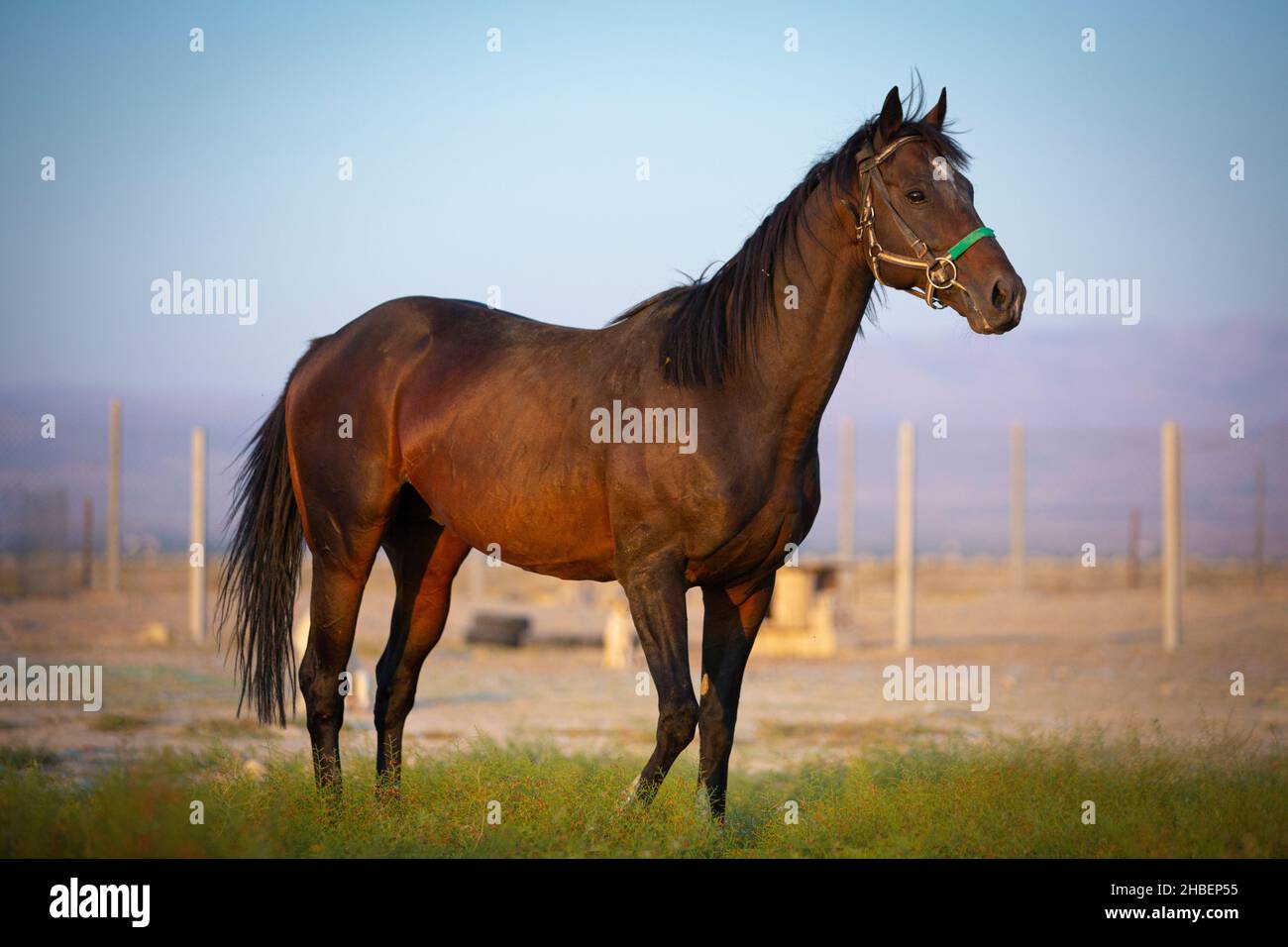 Atlar cok asil hayvanlar. Çekici fotoğraflar veriyorlar. Stock Photo