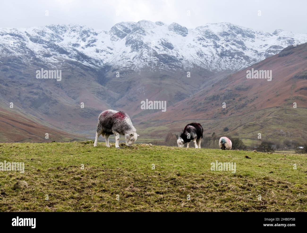 Herdwick sheep graze in Great Langdale, looking towards the snow covered Wrynose Fell, Lake District National Park, Cumbria, UK Stock Photo