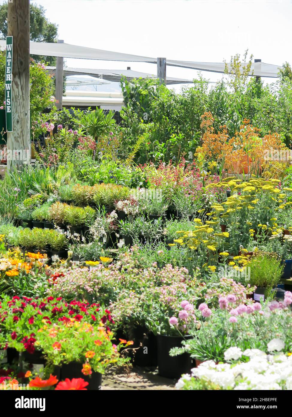 Flower and Plant Selection at Local Nursery Stock Photo Alamy