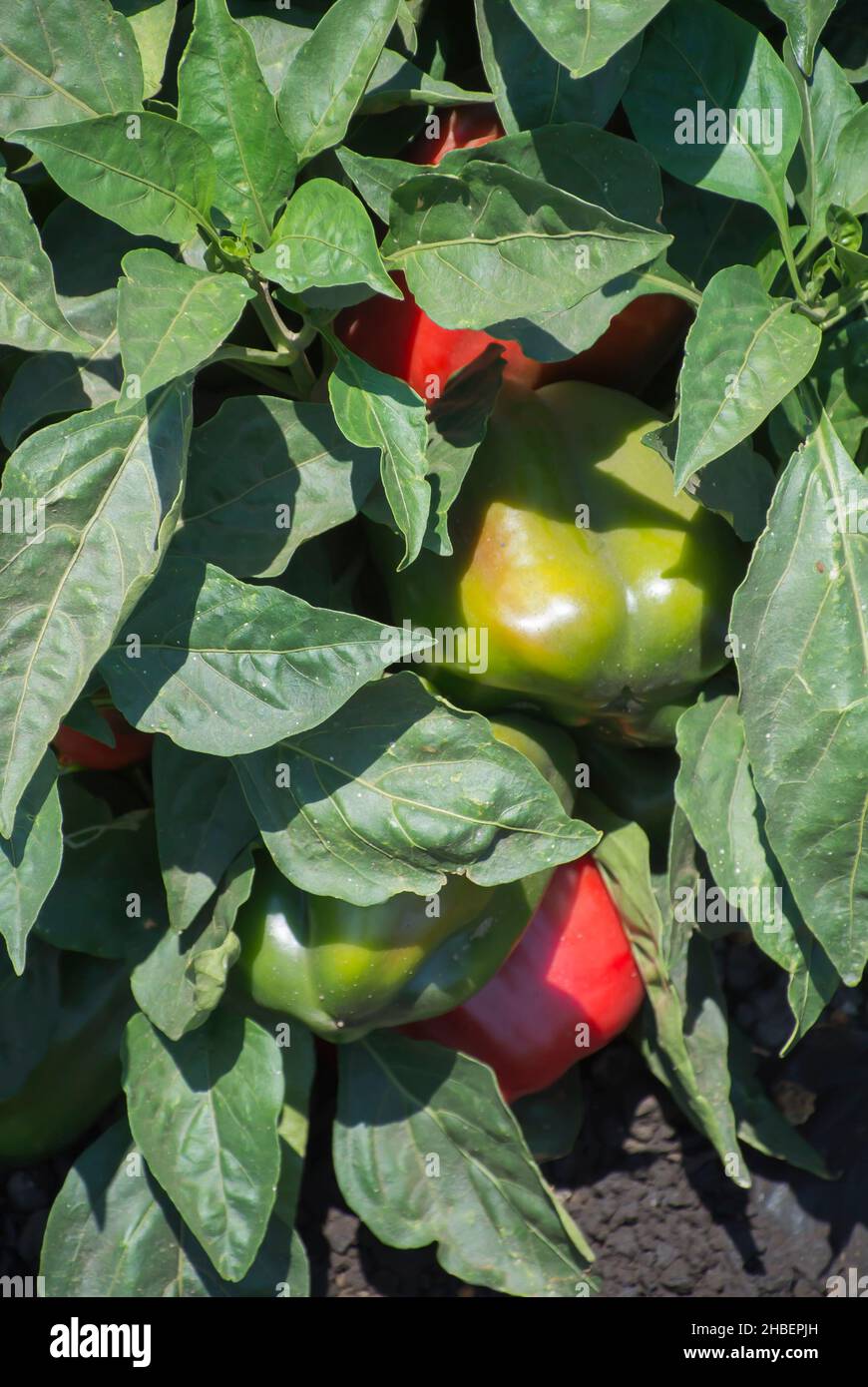 Bell peppers crop hi-res stock photography and images - Alamy