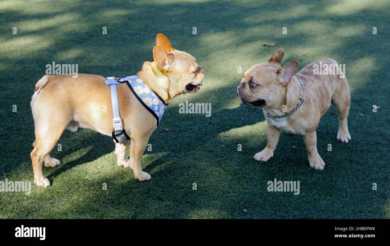 Tri frenchie cheap