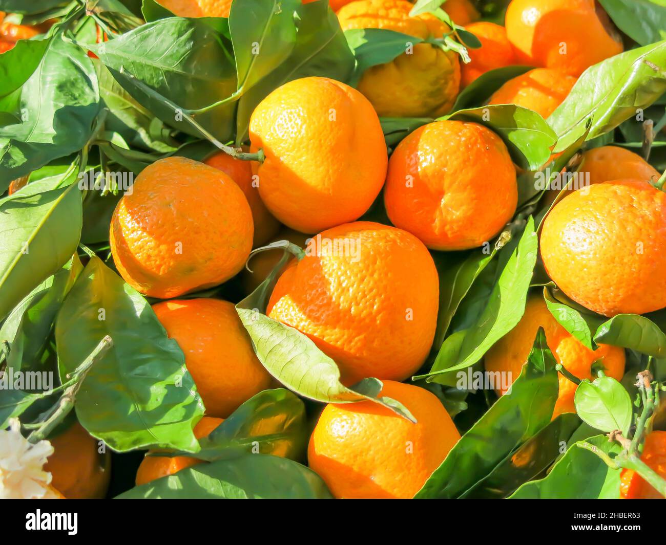 Satsuma Mandarins Just Harvested and Ready for Purchase at Farmer's Market Stock Photo Alamy