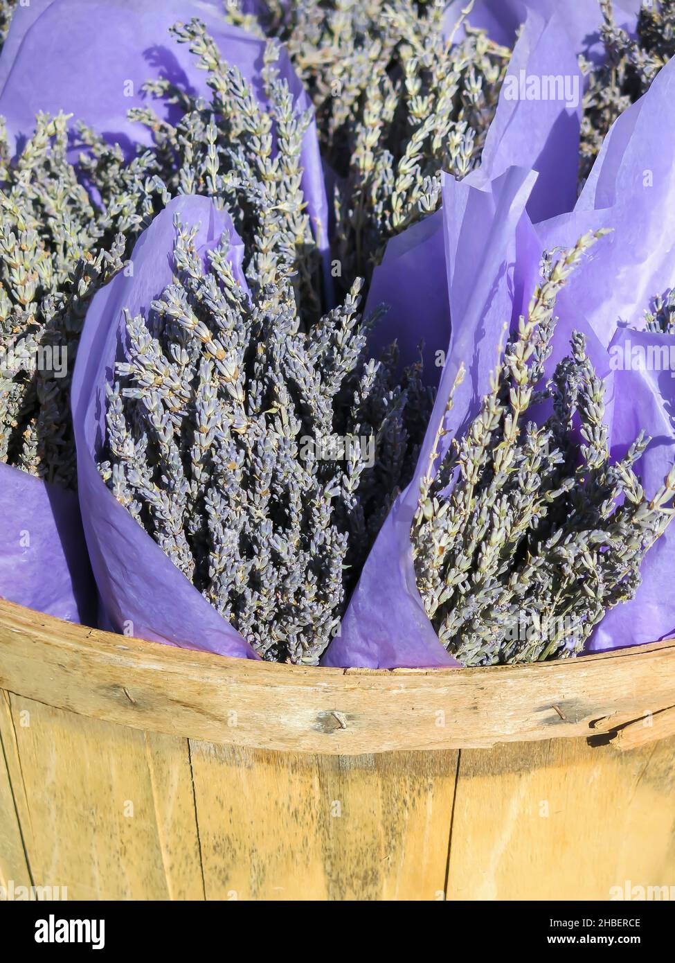 Lavender Bouquets for Sale Stock Photo
