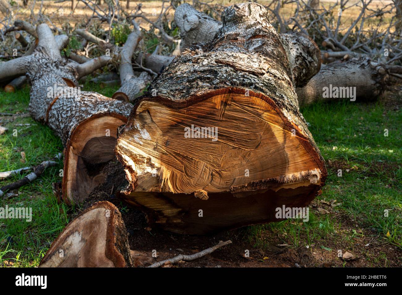 Cutting down trees. Sawn logs lying on the grass. Cleaning the park from old, sick trees. Stock Photo