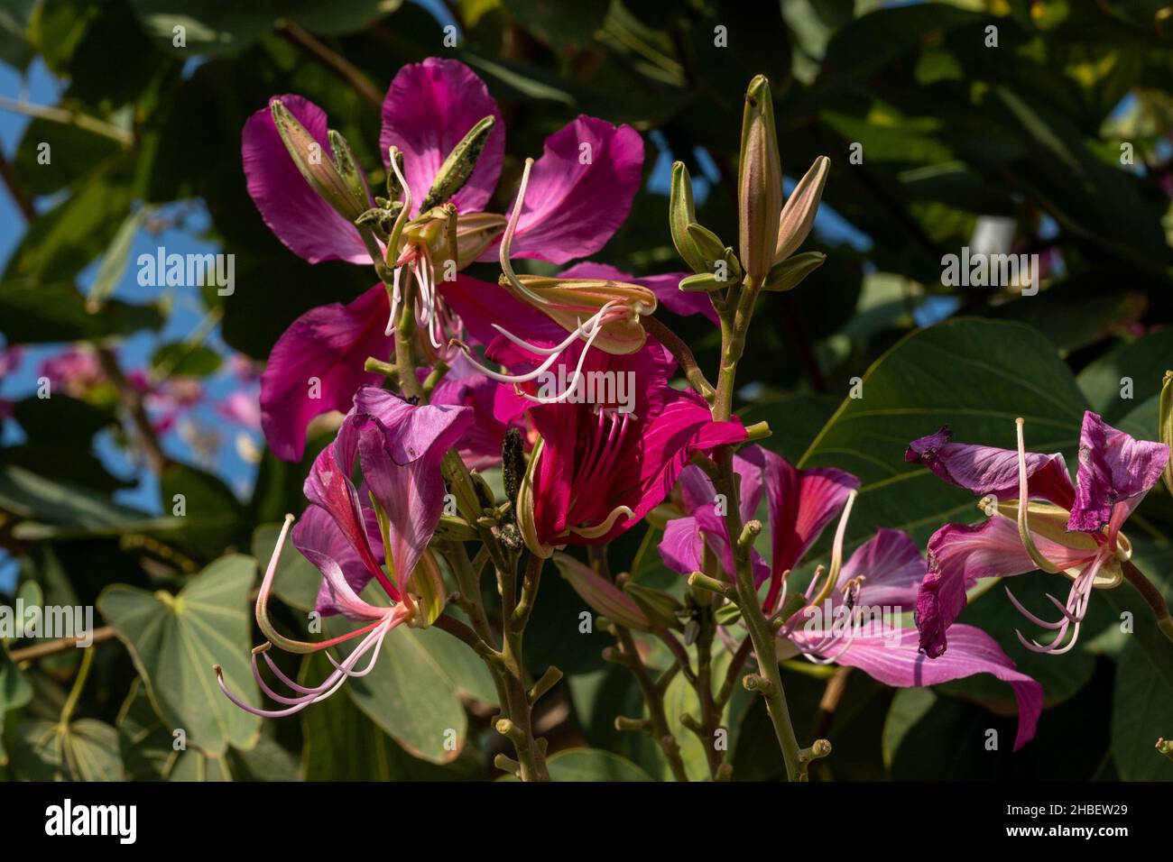 Branches of a flowering and fragrant tree Bauhinia variegata in a recreation park Stock Photo